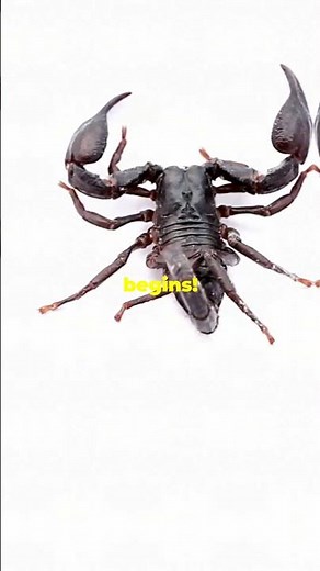 Scorpions' Unique Mating Dance! #wildlife #facts#scorpion