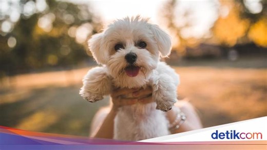 Ilmuwan Ciptakan Obat Panjang Umur untuk Anjing