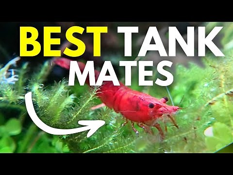 TOP 10 BEST CHERRY SHRIMP TANK MATES (That Are Always Safe)