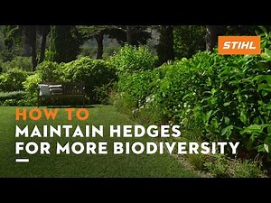How to maintain biodiverse hedges | STIHL
