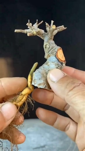 1.6K views | Plant root grafting #grafting #graftingtechniques #graftingplant #plantgrafting | Grafting Planting | Facebook