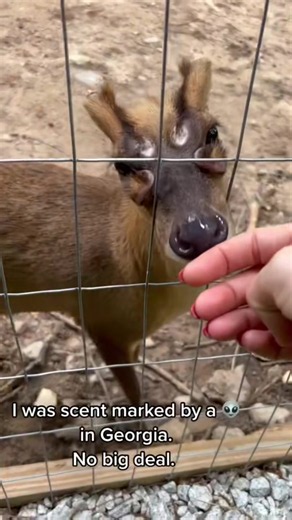 Why his face do that | Muntjac Deer