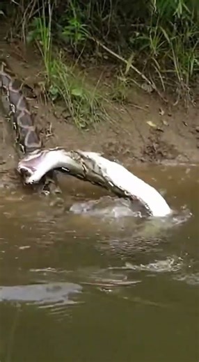 Reticulated python unexpectedly hunts electric eel, tragic end