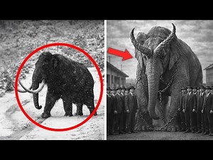 32 Last Photos of Extinct Animals — Full Series 2026 Update
