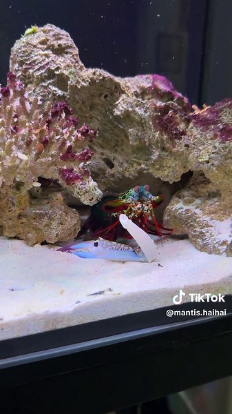 Hai Hai (@mantis.haihai) - Mantis shrimp fighting a crab with a Powerful Punch #tucanaquatics #tucan #rexthemantis #mantisshrimp #posreffish #saltwatertank #fyp