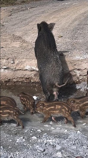 Amazing Wild Boar Jungle Life 🐗 #pig #boar #animals #viral #wildpig #wildboar #wildlife