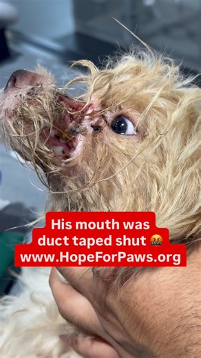 New rescue video on our website: www.HopeForPaws.org This is why @hopeforpawsrescue needs your support. Without you, stories like this don’t end well. Please watch Rigatoni’s video until the end and if you would like to adopt him, please contact our friends at @maisonsurerescue If you can’t adopt right now, please join us with a small end-of-year donation. Thank you so much!!! ❤️❤️❤️ #dog #rescue #Hopeforpaws | Hope For Paws