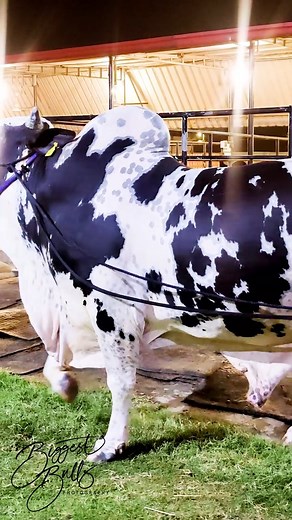 Bull with beautiful pied patterned coat | Biggest Bulls Photography