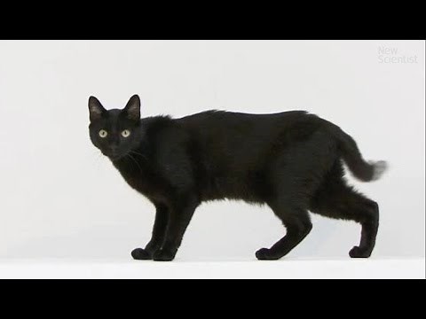 Mystery of déjà vu explained