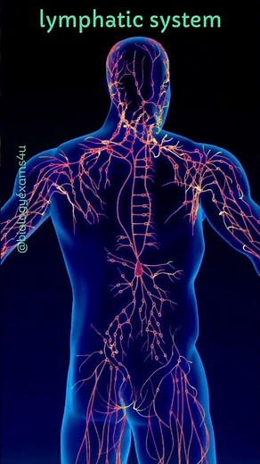 Lymphatic System Animation
