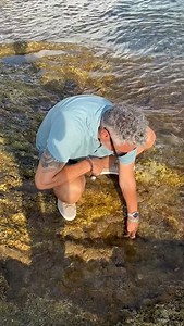 Roland Trettl on Instagram: "Fischers Fritz fischt frische ... Jakobsmuscheln direkt aus dem Meer. Frischer und regionaler geht's nicht! #frischergehtsnicht #fangfrisch #jakobsmuschel #firstdateshotel #firstdateshotelvox #firstdateshotelgermany #firstdates #firstdatesrestaurant"