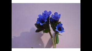 Pulmonaria. Propiedades y contraindicaciones de esta planta medicinal