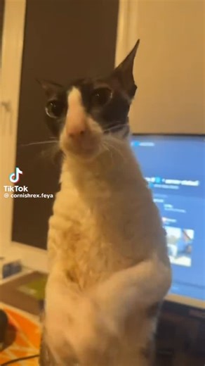 Cat Memes | so polite looking -🐛 . . .(cr: cornishrex.feya on tiktok) . #sadcats #kitty #funnymemes #qualitymemes #funny #meme #memesdaily #cat | Instagram
