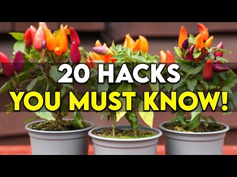 20 Gardening Hacks For Growing Bell Peppers In Containers