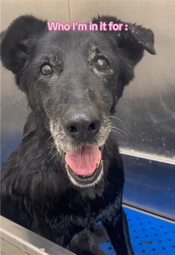 Why Vet Techs Care More Than Just for the Money