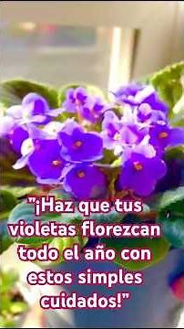 "Make your African violets bloom all year round with these simple tips!"#africanviolets
