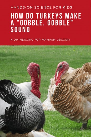 Turkey Gobble Thanksgiving Science for Kids