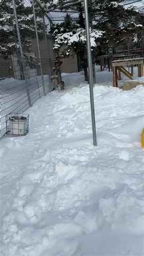 We are LIVE in Wildcat Pines! 🌲🐾 We are live with Aria, Mondovi, Bonnie and Clyde to wish you a Happy Mew Year! 🎉 We are so grateful for the love and support you have shown us this year 💗. Don't forget! Our year end match is LIVE until MIDNIGHT! 🌟 Bit.ly/TWSdonation 🌟 📞 Call us at 320-245-6871 or use the DONATE button here to have your special year end donation matched. 📝 YES, it's tax-deductible, too! Don’t miss your chance before the end of the year! | Wildcat Sanctuary