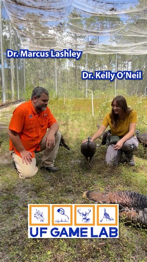 Sign up for Applied Behavioral Ecology WIS4934! Our course offers UF students hands-on experience working with captive wild turkeys. You will have the opportunity to conduct animal husbandry, collect experimental data, incubate and hatch wild turkey eggs, act# as “mother hen” to broods of foraging poults, and more! In this course, you will develop the skills and experience needed both to conduct research and to work with animals, equipping you to pursue a career in wildlife biology, veterinary s