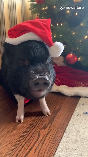 Just a festive lil pig to brighten your day! 😍 | VT