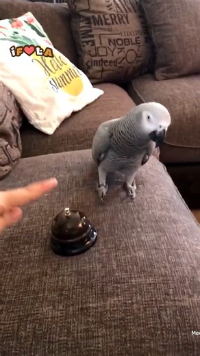 Clumsy Parrot🦜🤣 | I Freaking Love Animals