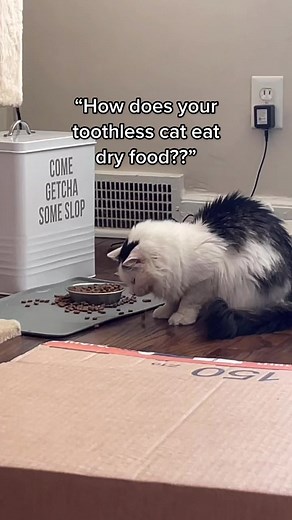 Pot Roast does not usually have this much trouble and after I filmed this I filled her bowl up to the top so she could eat much easier #potroasttok