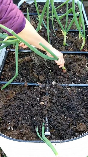 Do you bury your kitchen scrap in your garden? Kitchen scrap if utilized in the right way can be a great source of free nutrients for the garden. This year, before planting for the Spring, I buried the scraps and left them to decompose for 3 months. Following are the steps that I followed: ✅ Dig at least a foot deep ✅ Add 3 to 4 inches of food scrap ✅ Spread out evenly ✅ Cover with a thick layer of soil so that rodents cannot dig into it for the scraps ✅ Leave it as is for at least a couple of m