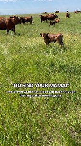 Those calves have a very specific memory and it’s geared directly at where they last saw their mama. How do you help get everyone paired up when moving cows and calves? #ranchlife #redangus #angus #calves #cows #pairs #cowcalf | Bieber Red Angus Ranch