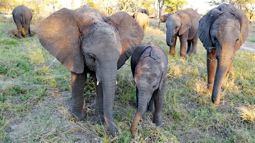 Joy is thriving thanks to the incredible care of her elephant nannies! 🐘💛 At Elephant Havens, orphaned baby elephants like Joy rely on these nurturing female elephants to guide them, teach them, and give the comfort they lost when separated from their mothers. Watching Joy learn from her nannies—following their movements, receiving gentle trunk-guided support, and exploring the sanctuary with confidence—is a reminder of how essential these bonds are. It’s through these daily interactions that 