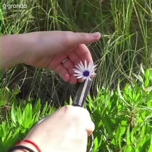 41K views · 479 reactions | Congratulations Pia Leon for being the best female chef in the world‍  Find her recipes on her Gronda profile exclusively in our app  https://gronda.app.link/fb | Gronda | Facebook