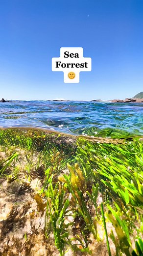 Peaceful Drifting in the Ocean…🌊🌞 Summer Days in the Rockpools…#ocean #beach #nature #waves #australia #summer #sharks #adventure #relaxation #wave #sand #sun #rockpool #nsw