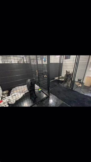 🐾💙 Why Dogs Love Daycare & Boarding at Alicia’s Pet Care 💙🐾 Socialization, structured play, and loving care make all the difference. Our dogs enjoy: ✨ Safe group play ✨ Mental enrichment ✨ Plenty of exercise ✨ Lots of cuddles and attention They go home happy, relaxed, and well-adjusted—because a tired, socialized dog is a happy dog 🐶✨ 📞 Book daycare or boarding today! | Alicia's Pet Care