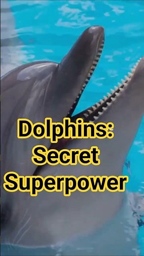 10 Amazing Dolphin Facts You Didn’t Know 🌊🐬 #Shorts