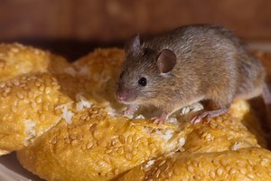 Why are there so many mice in the Netherlands?