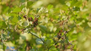 Alder is most abundant hardwood in pacific northwest region. Alder is a tree of wet habitats and their roots have nitrogen fixing nodules. Slow motion.