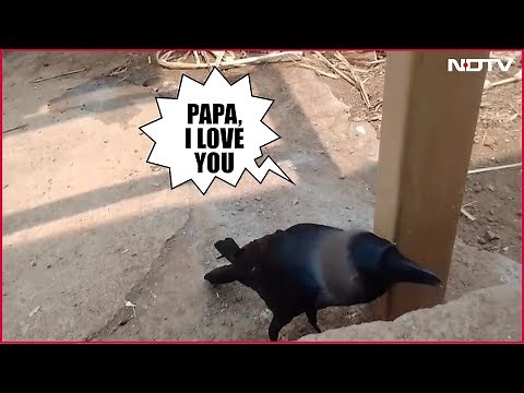 Talking Crow Viral Video | This Crow Talks Like A Human - Watch Viral Video