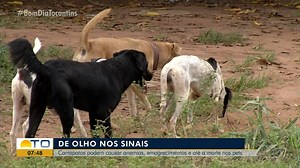 Carapatos podem causar anemias, emagrecimentos e até a morte nos pets
