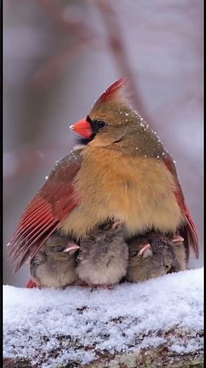 Unbreakable Bond: Mother Cardinal Protects Chicks in a Snowstorm