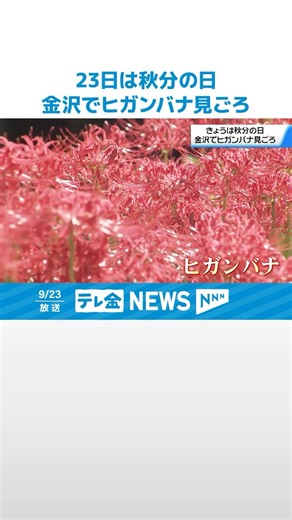 【ヒガンバナ約1万本が見ごろに】｢秋分の日｣ 金沢の“願掛け寺”｢香林寺｣ #shorts