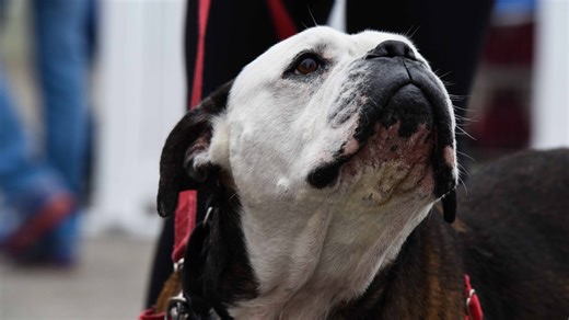 Clear the Shelters 2025: Full list of participating Chicago-area animal shelters