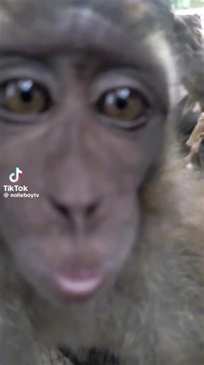 Watch my Live every 8PM-9PM Mga Lodi #fy #lodi646 #live #follow #fyp