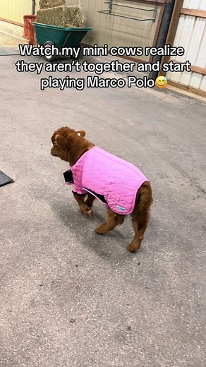 Posie & Pumpkin Play Marco/Polo Amidst Cutest Moments