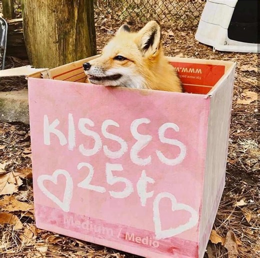 The ends lowk funny//SRSLY FOXES ARE THE BEST ANIMAL AND I'M THE NUMBER ONE FAN OF THEM #fox #foxes #fyp #viral #blowup