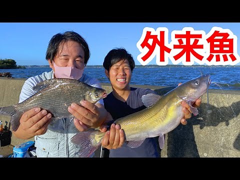 Fishing huge foreign fish in Kasumigaura, a sanctuary for foreign fish ...!