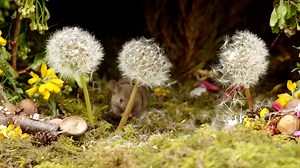 Fluffy white puffs, a tempting sight, Dandelion seeds, a feast just right. But George the mouse, with nose so keen, Sniffed and sneezed, a comical scene. The fluffy parachutes, a ticklish surprise, Made him scrunch his face and rub his eyes. He yearned for the snack, a delicious treat, But the sneeze attack, couldn't be beat. He hopped and he twitched, with a wiggle and cough, Those ticklish seeds, oh so hard to scoff. But a clever idea, popped in his head, He blew on the puffs, 'til they softly