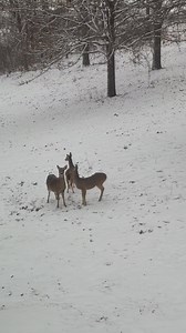 So far, this “ snowstorm “ has been lame. I guess I’ll go sled with the deers. | Darren Matthews