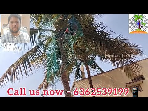 Coconut Tree Fall Arrest Safety Net Complete Installation Procedure by Menorah CocoNets - 6362539199