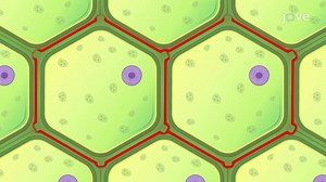 Video: Cell Adhesion in Plants