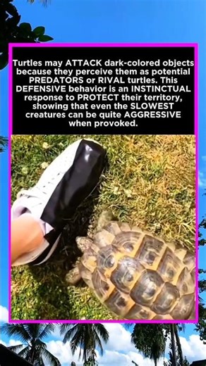 Why Turtles HATE Black Shoes! 🐢 The Shocking Truth Behind Their Aggression #Tortoise #AnimalBehavior