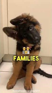 TOP 10 Best Dog Breeds for Families (The Ultimate Dog Breed Comparison)